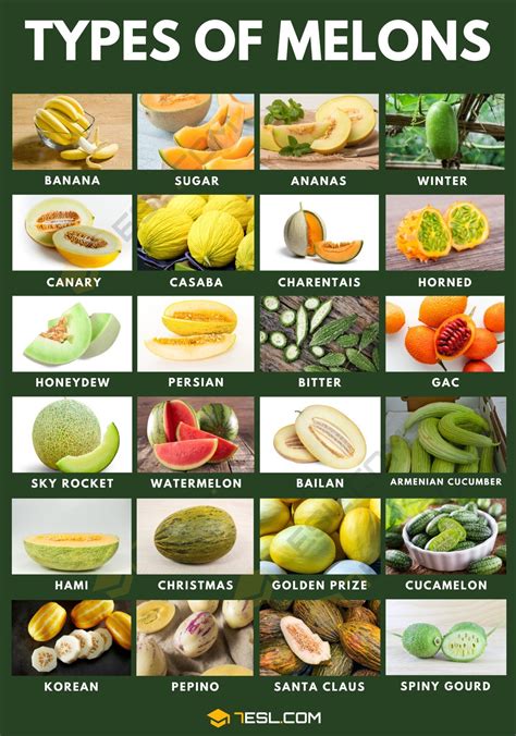 melons tibe|38 Different Types of Melons (Yup, That Many!)